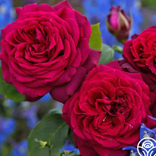 Parfuma® Dark Desire™