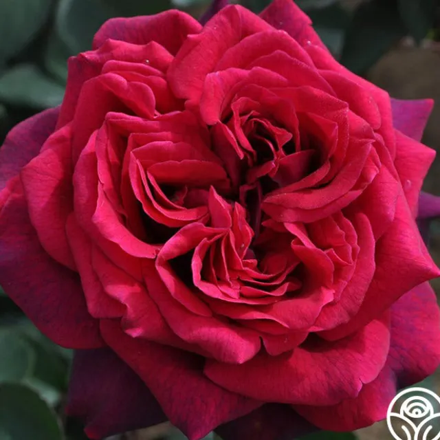 Parfuma® Dark Desire™