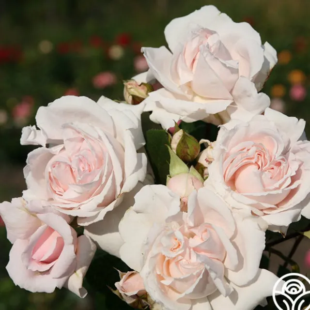 Parfuma® First Crush™