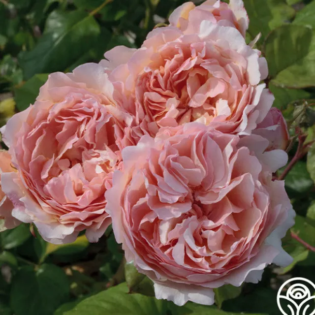 Princesse Charlene de Monaco®