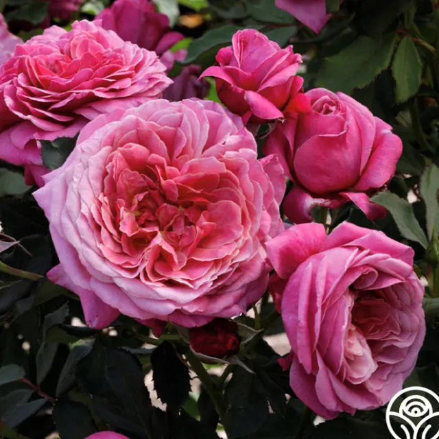 Queen of Elegance™