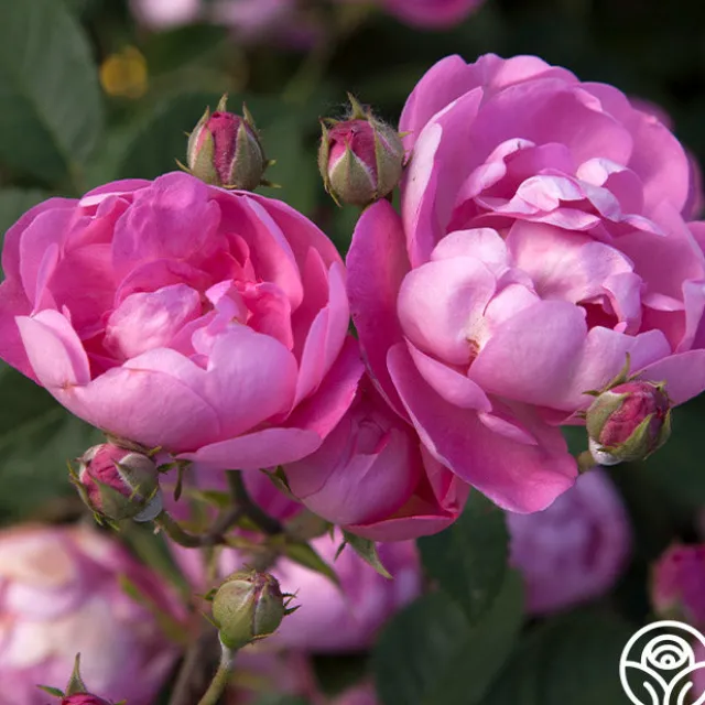 R Centifolia AndrewsII