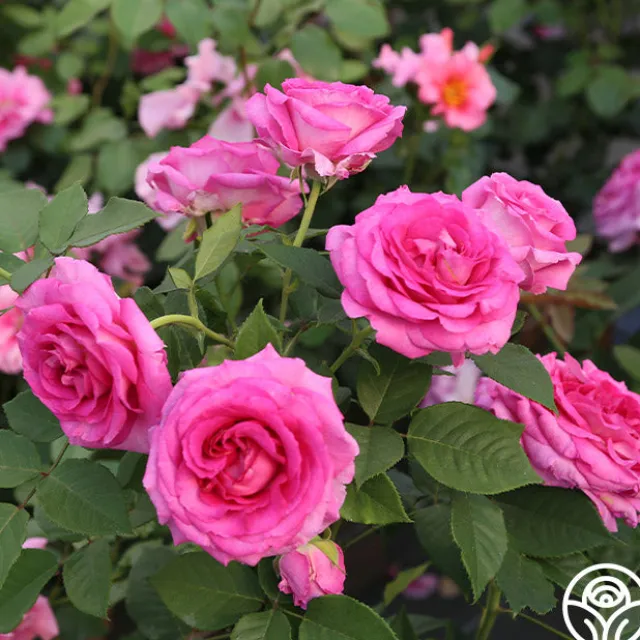 Raspberry Cupcake™