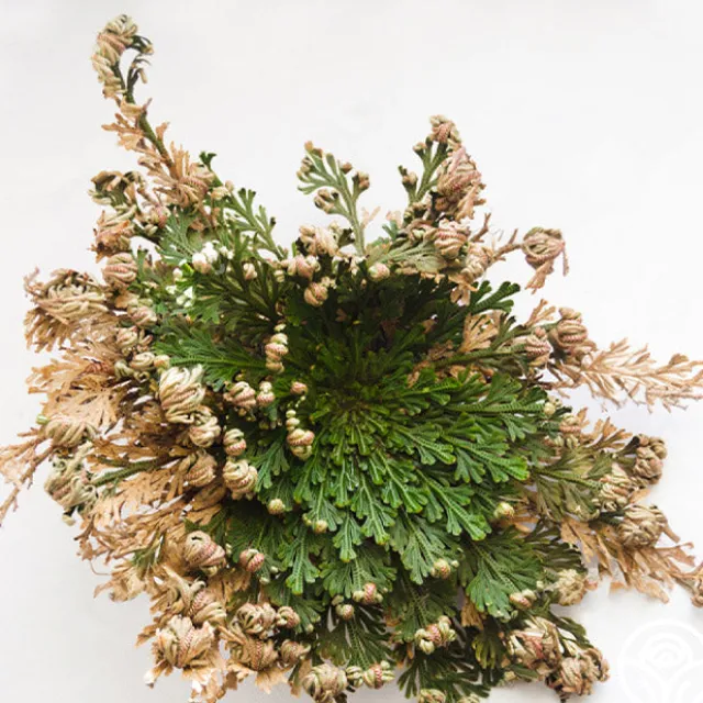 Rose of Jericho