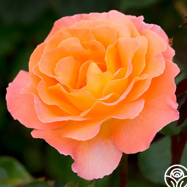 Rosemary Harkness™