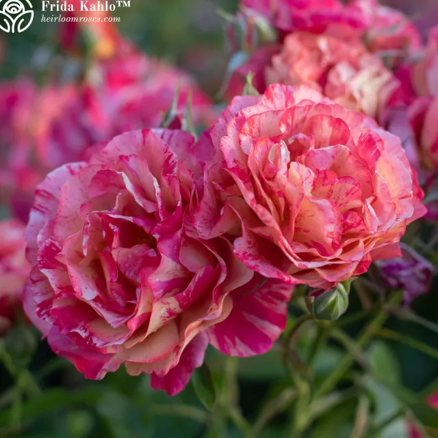 Shade-Tolerant Collection