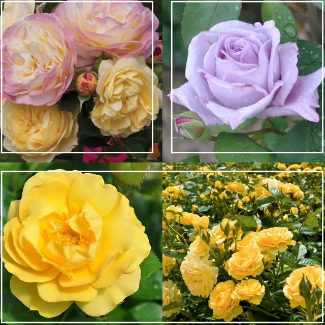 Spring Color Bouquet Collection