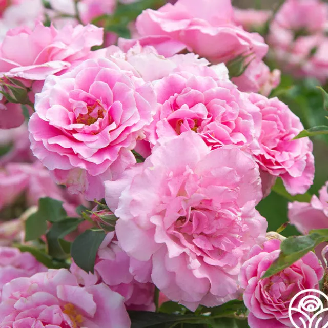 St. Elisabeth of Hungary