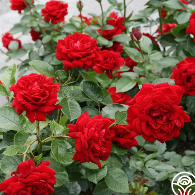 Sunbelt® Desmond Tutu