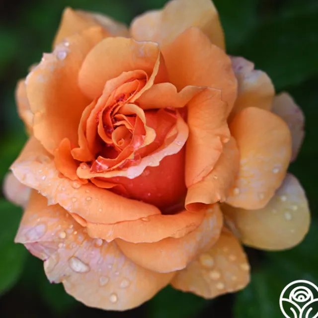 Sunbelt® Soul Sister™