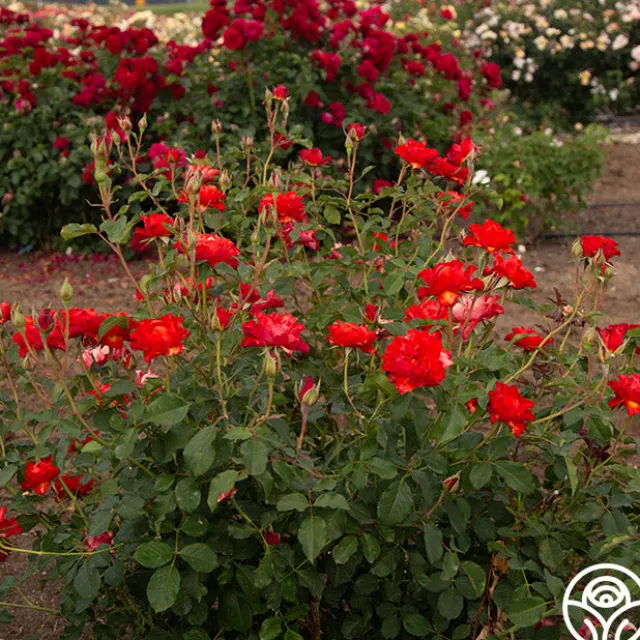 Sunrise At Heirloom™