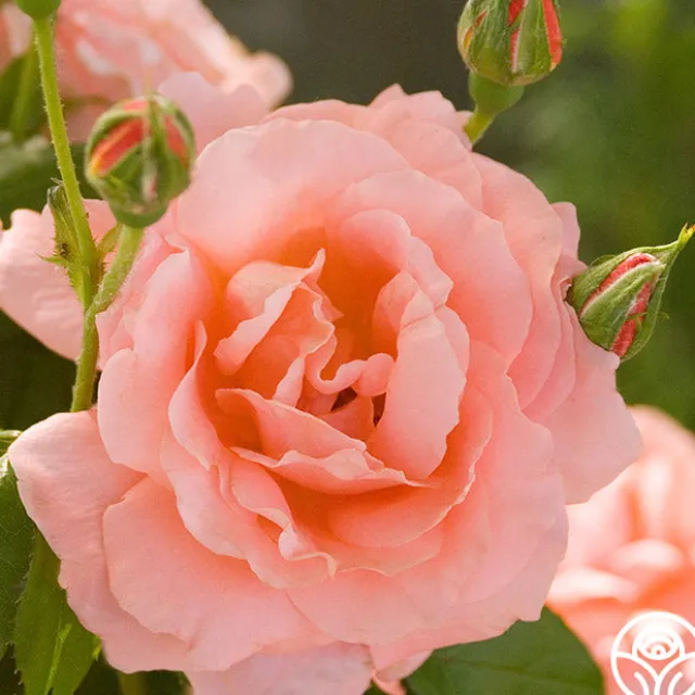 Sweet Fragrance