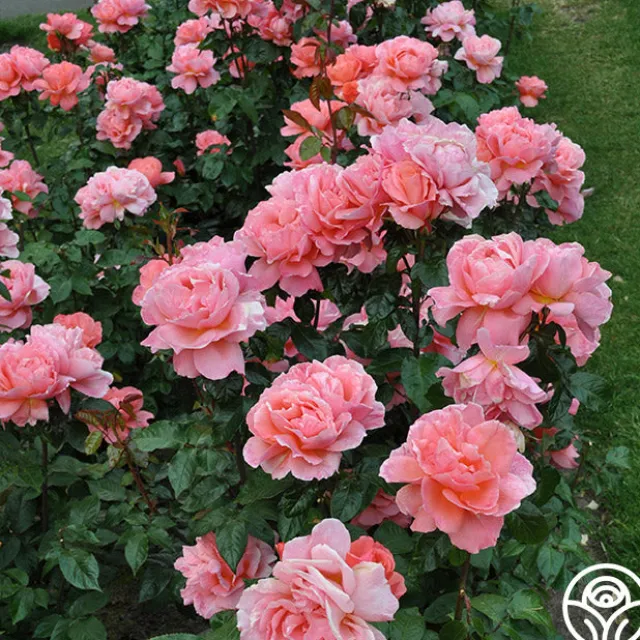 Sweet Fragrance