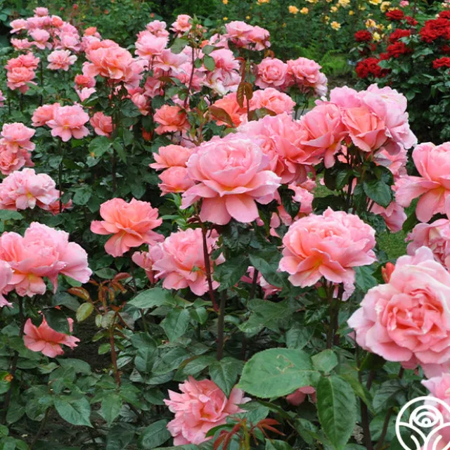 Sweet Fragrance