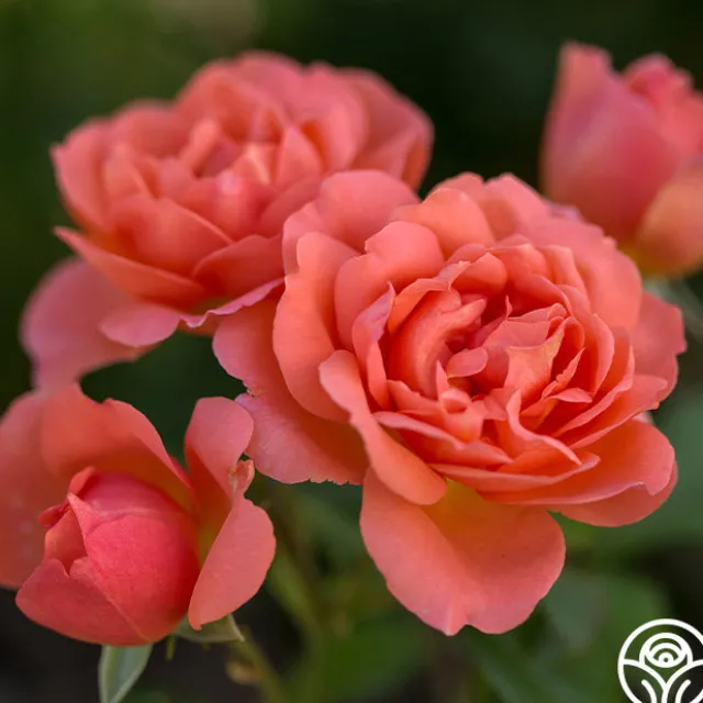 Sweet Fragrance