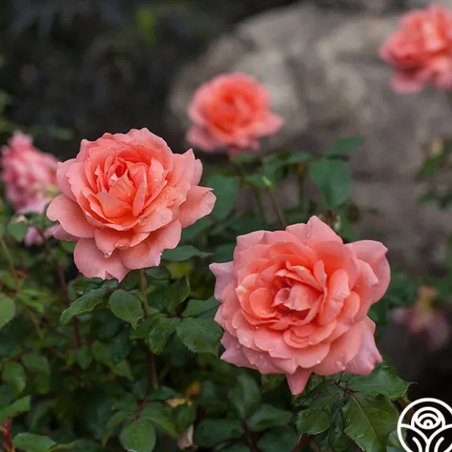 Sweet Fragrance