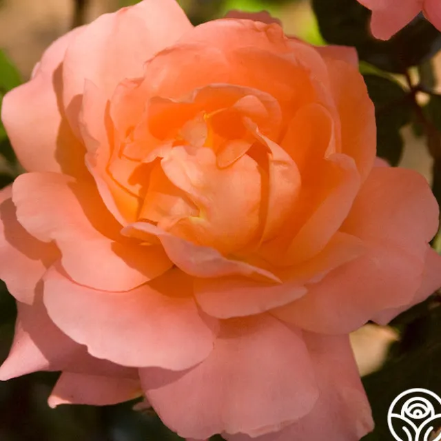 Sweet Fragrance