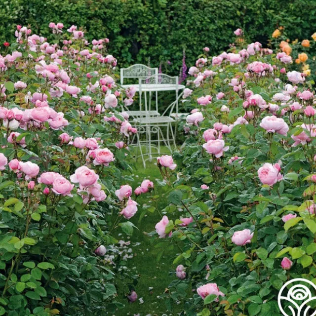The Alnwick Rose®