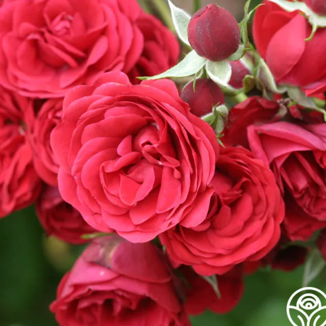 The King's Rubies™