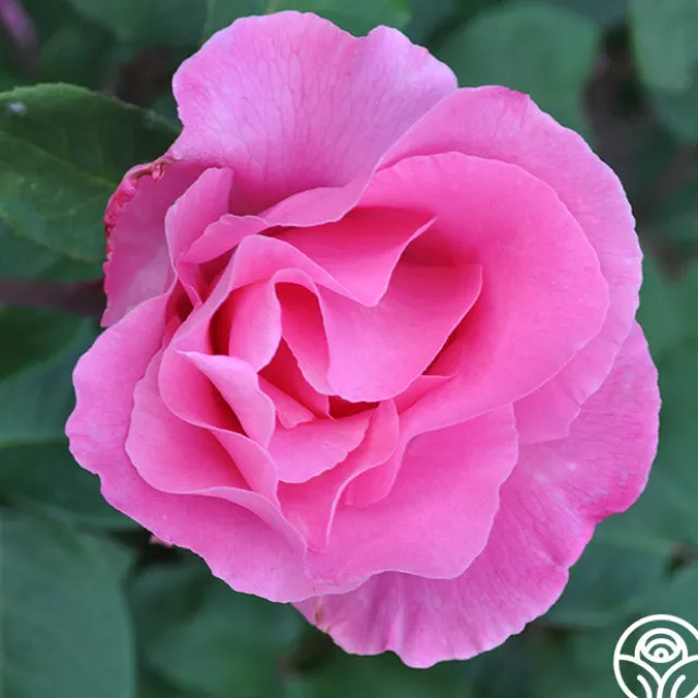 The McCartney Rose™