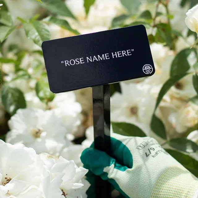 Tournament of Roses Stake