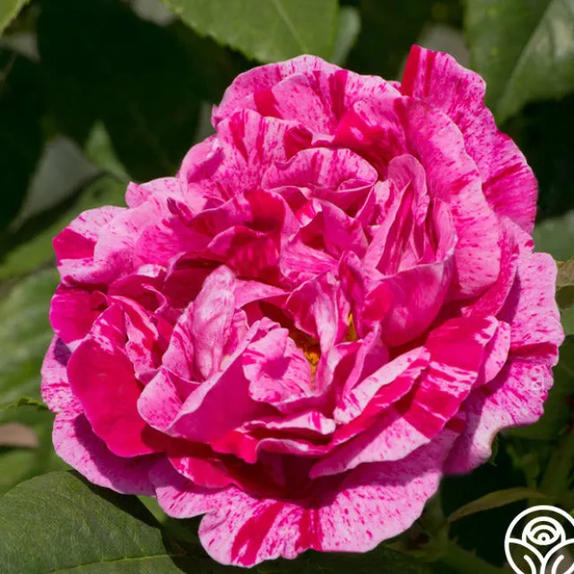 Tricolore De Flandre