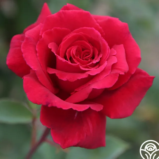 Velvet Fragrance
