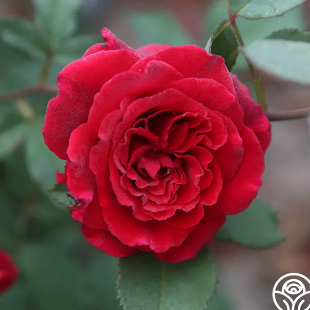 Velvet Fragrance