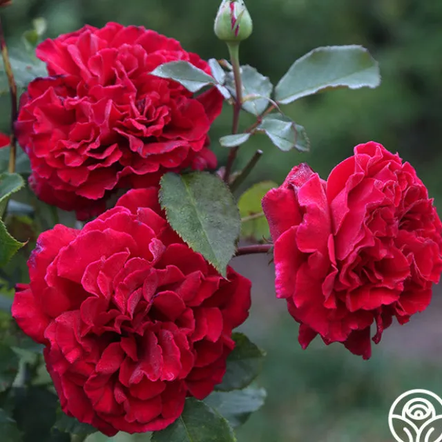 Velvet Fragrance