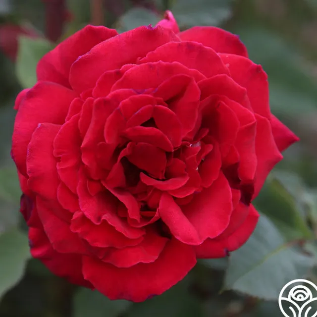 Velvet Fragrance
