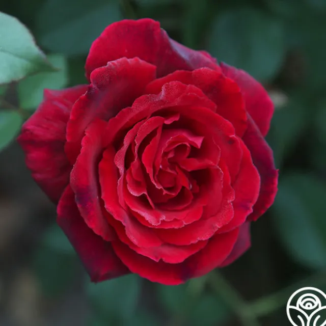 Velvet Fragrance