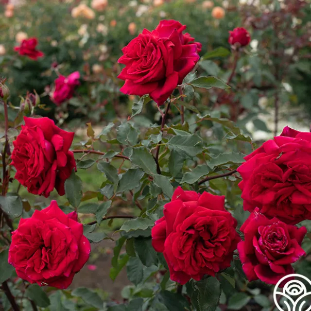 Velvet Fragrance