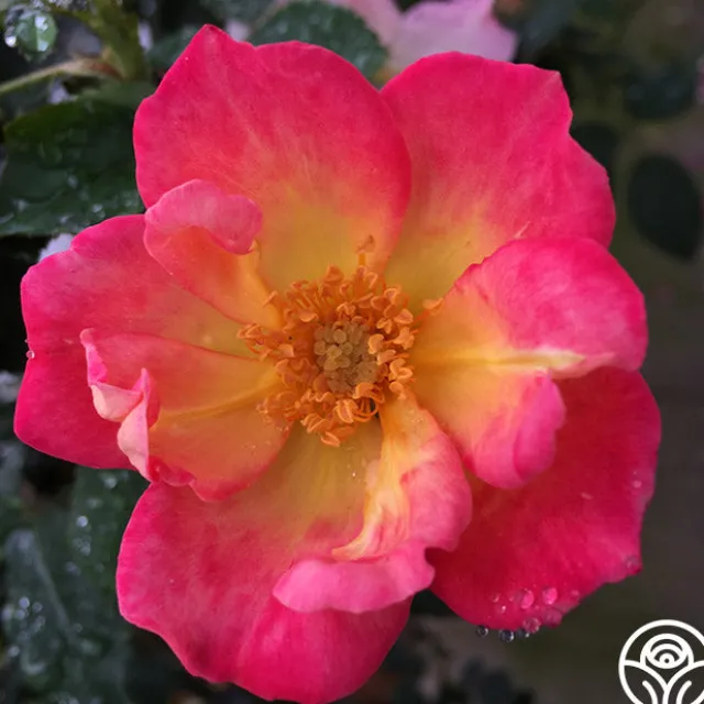 Watercolors Home Run®